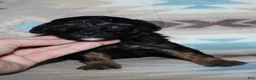 Miniature Poodle dogs for sale: Harlee’s phantom male - Ad 31