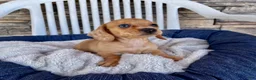 Miniature Dachshund dogs for sale: Fawn - Ad 5