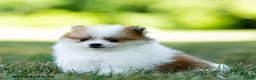 Pomeranian dogs for sale: Billy - Ad 3
