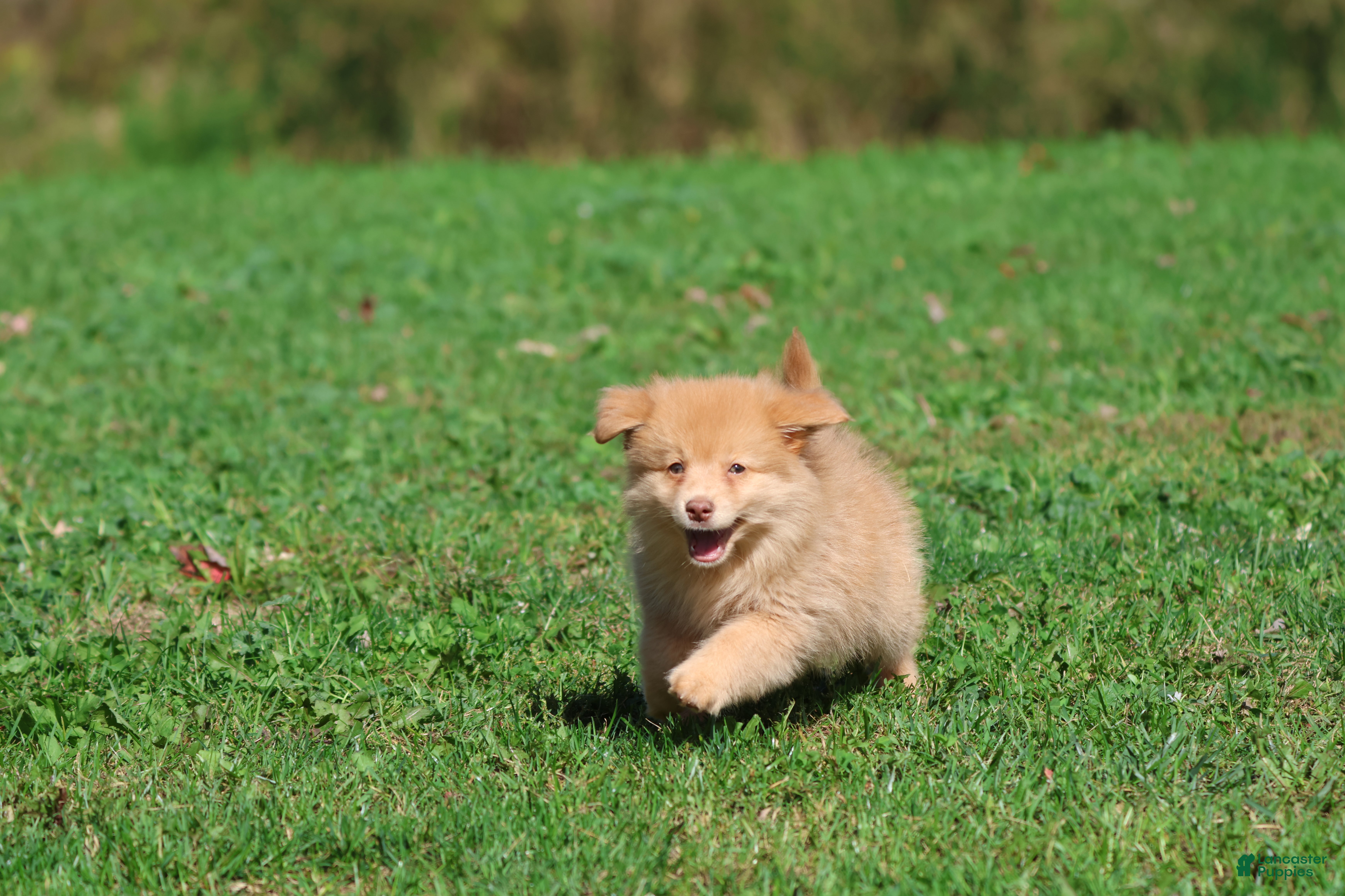 Mixed Breed dogs Bounce - Ad 42