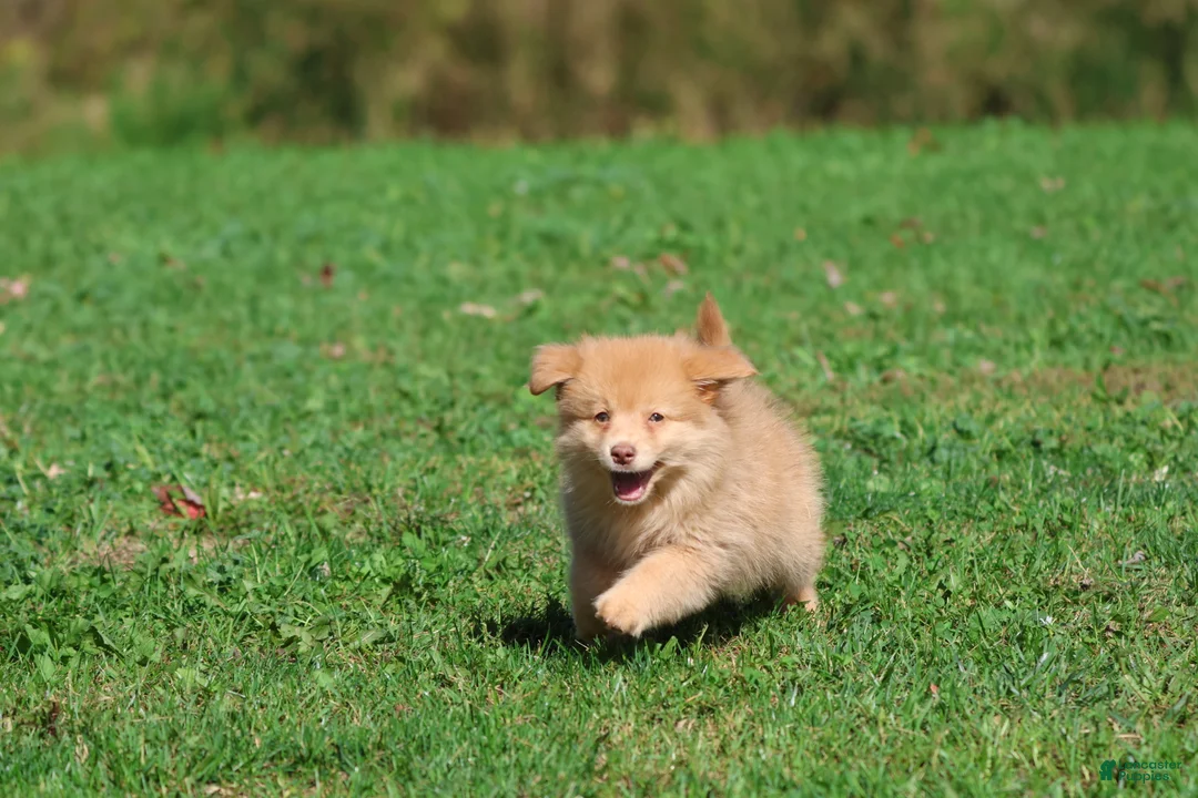 Mixed Breed dogs for sale: Bounce - Ad 1