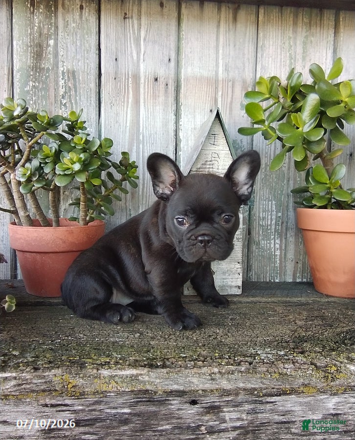 French Bulldog dogs Millie - Ad 2