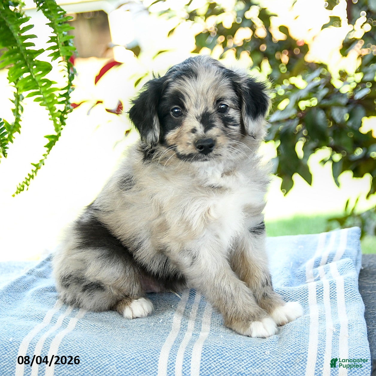 Aussiedoodle dogs Marble - Ad 1
