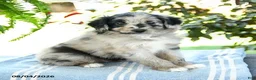 Aussiedoodle dogs for sale: Marble - Ad 1