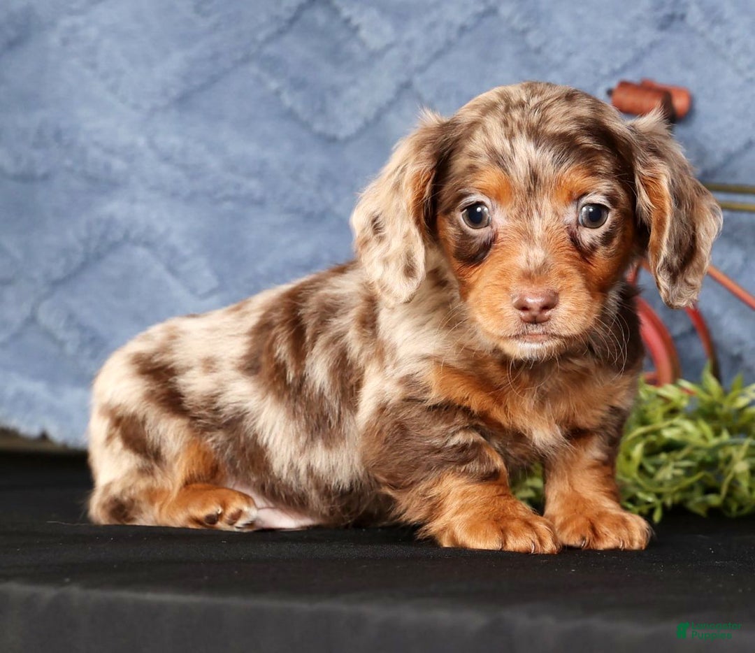 Miniature Dachshund dogs for sale: Niles - Ad 9