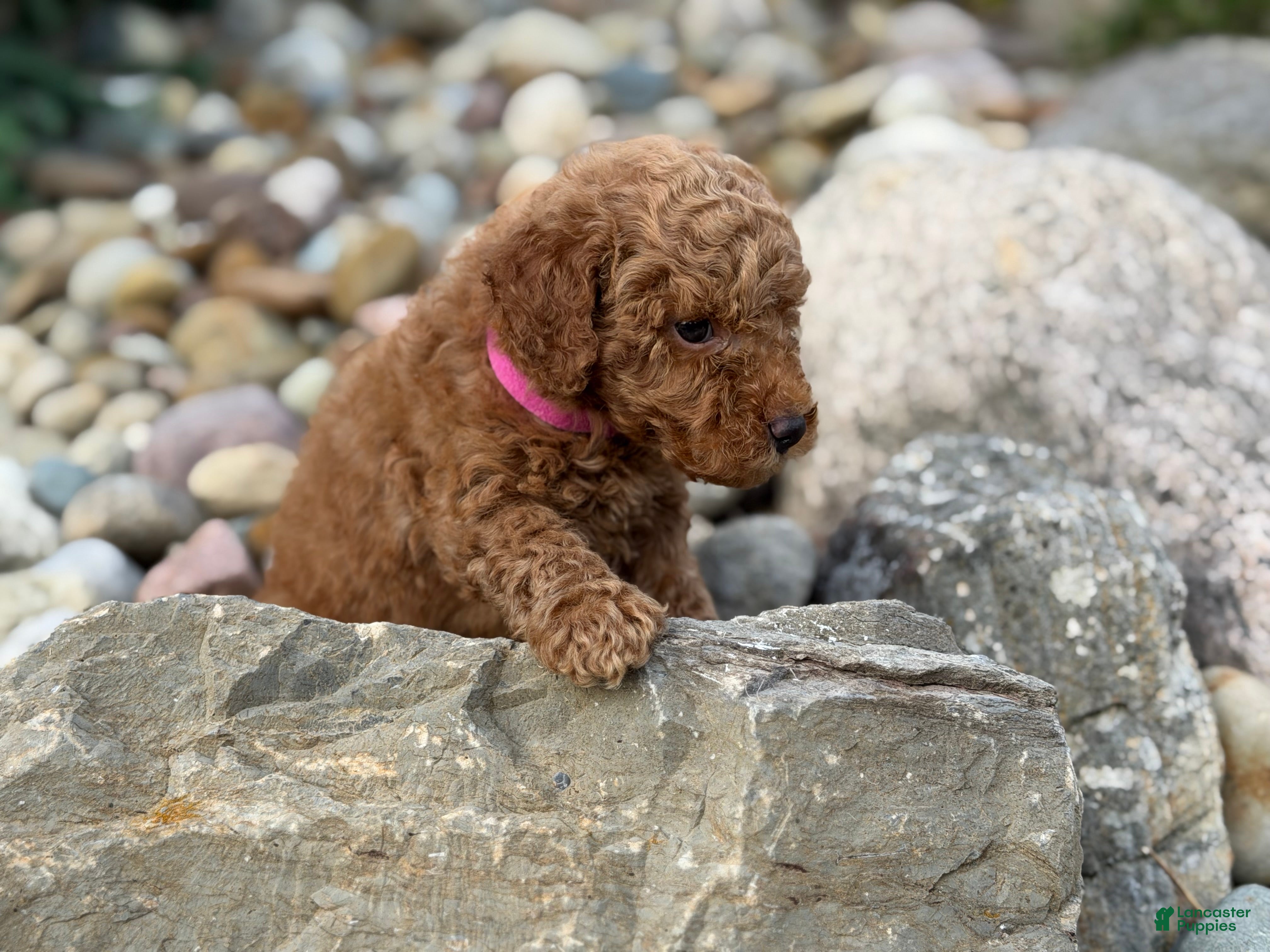 Mini Goldendoodle dogs Mini Goldendoodle 2 - Ad 1