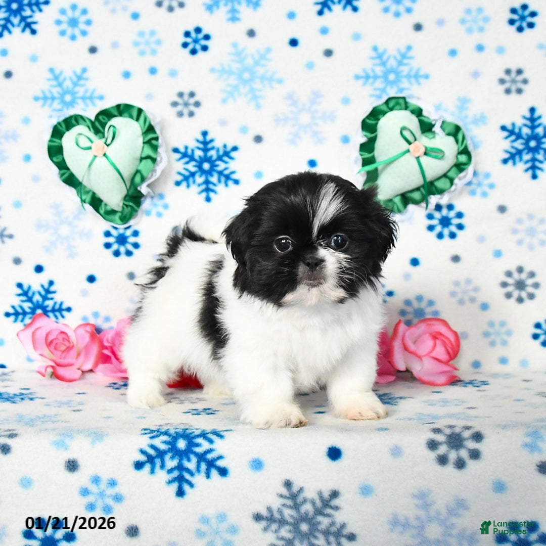 Shih Tzu dogs for sale: Lucy - Ad 1