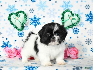Shih Tzu dogs Lucy - Ad 5