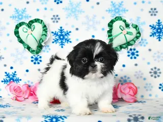 Shih Tzu dogs Lucy - Ad 34