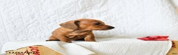 Miniature Dachshund dogs for sale: Peanut Butter - Ad 3