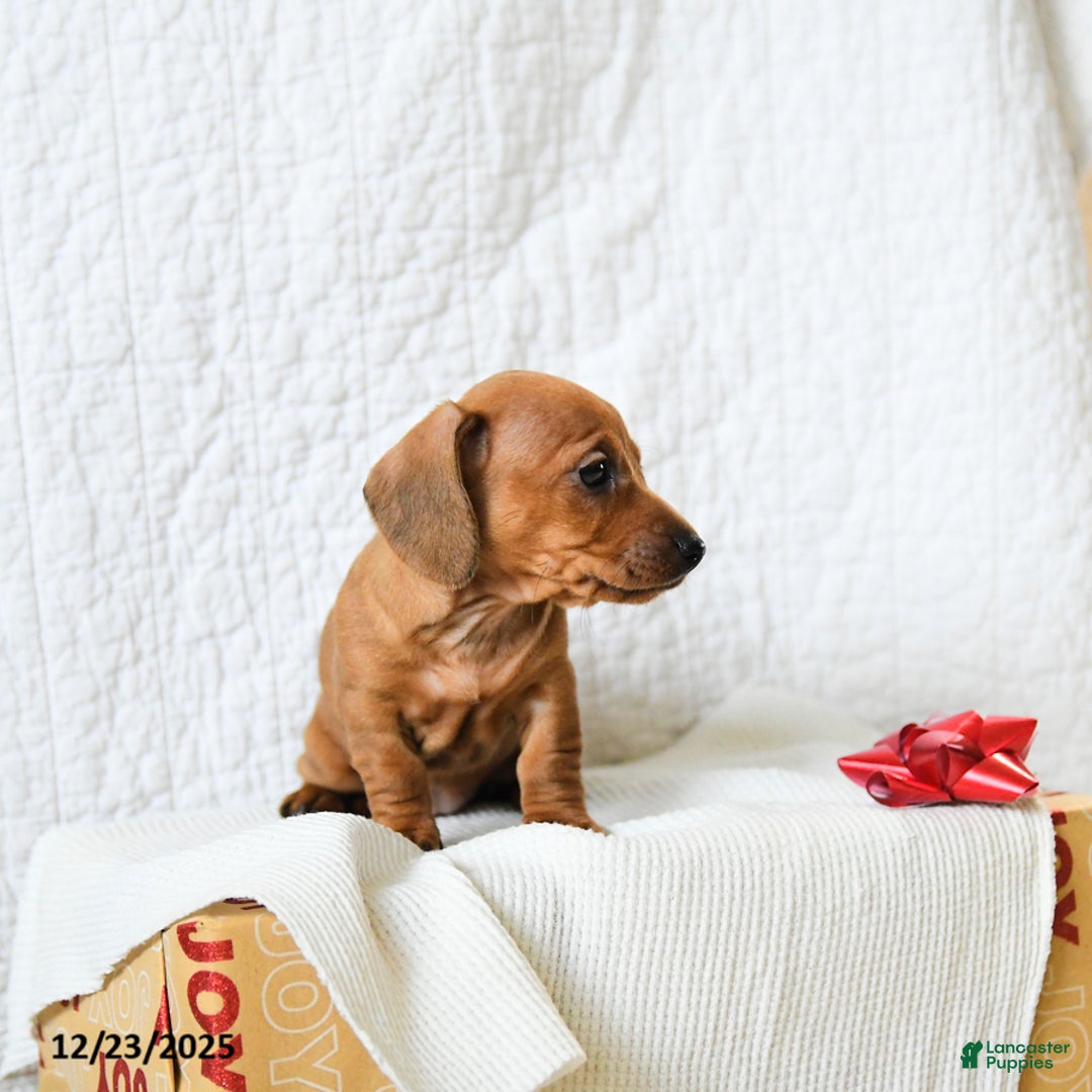 Miniature Dachshund dogs for sale: Peanut Butter - Ad 3