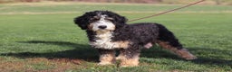 Mini Bernedoodle dogs for sale: Lucy - Ad 6