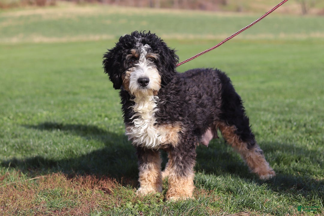Mini Bernedoodle dogs for sale: Lucy - Ad 6