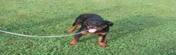Rottweiler dogs for sale: Lindsey - Ad 3