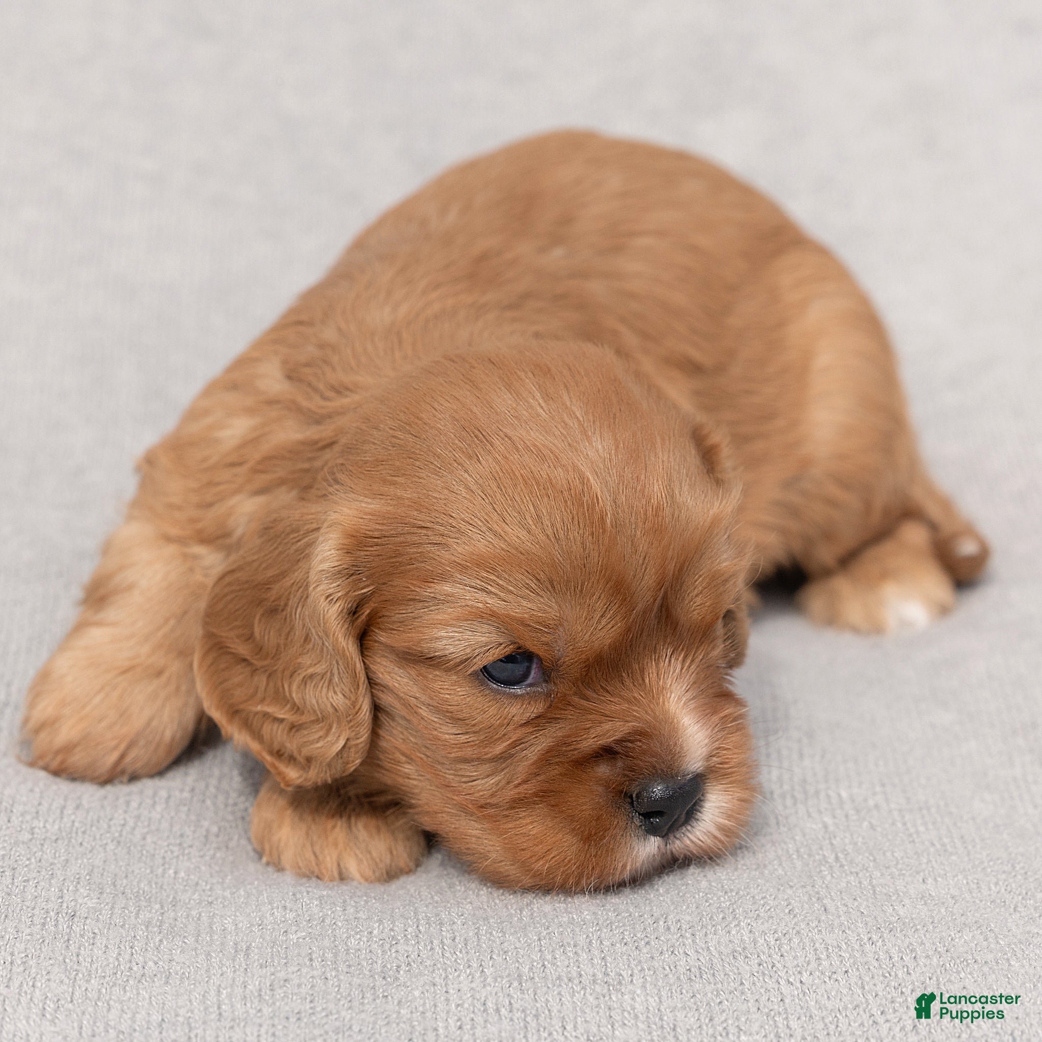 Cavalier King Charles Spaniel dogs Bonnie Cavalier King Charles Spaniel  - Ad 2