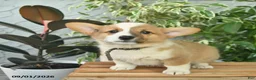 Welsh Corgi Pembroke dogs for sale: Hilda  - Ad 3