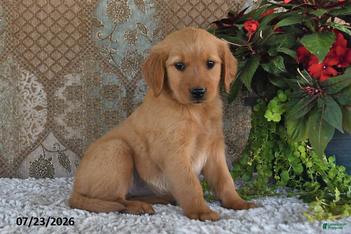 Golden Retriever dogs Jasmine - Ad 2
