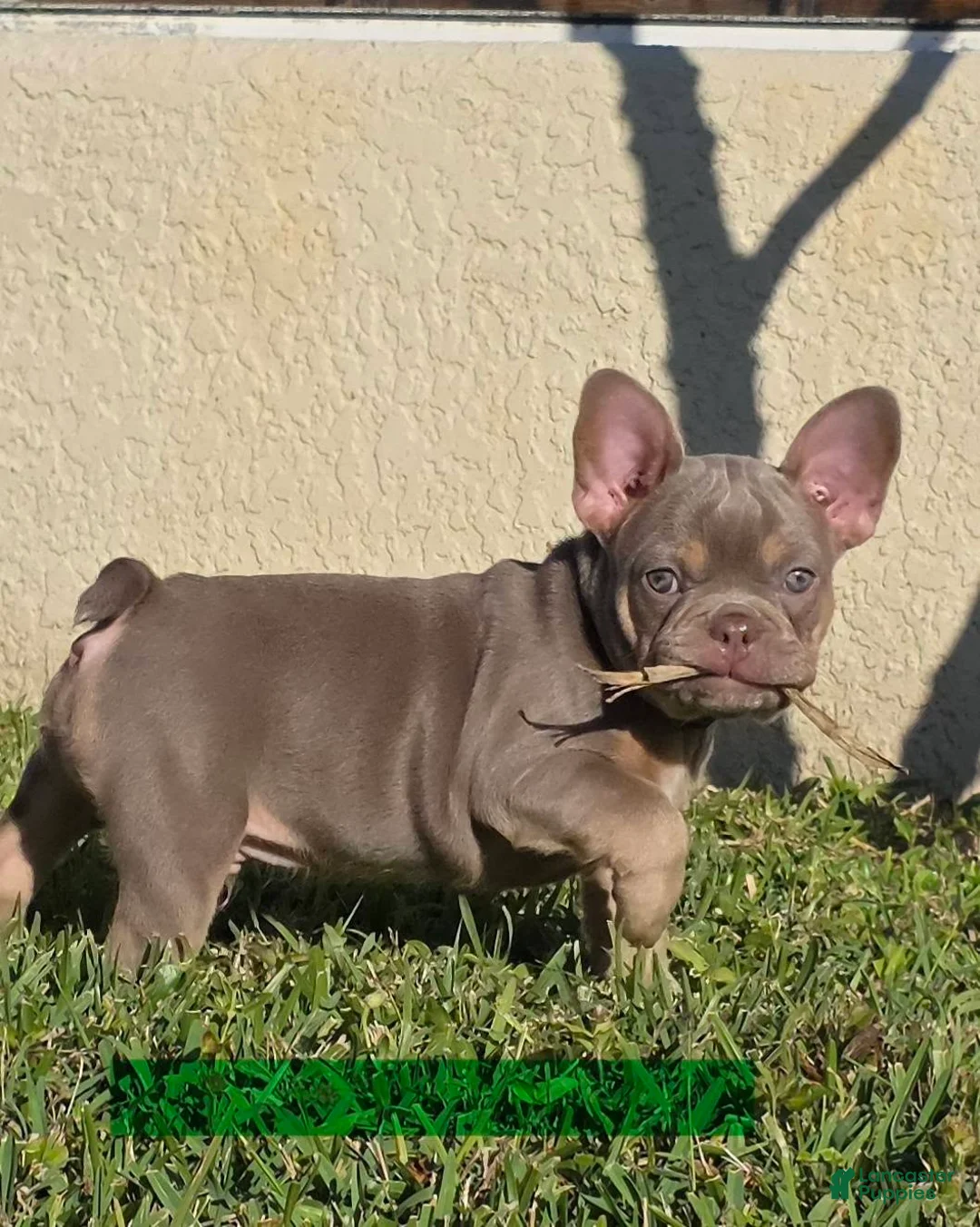 French Bulldog dogs for sale: AKC French Bulldog Tank - Ad 7