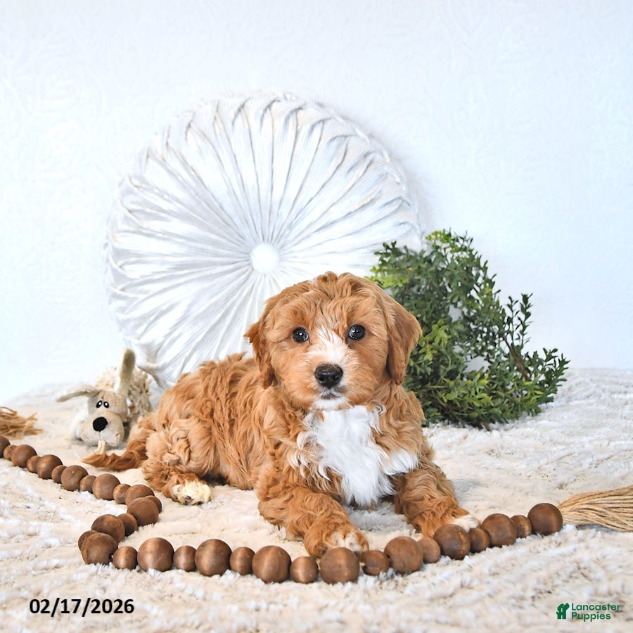 Mini Goldendoodle dogs Finn - Ad 2