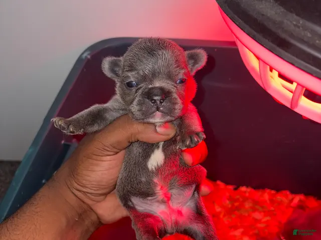 French Bulldog dogs for sale: French Bulldog Blue Male Puppy - Ad 1