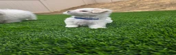 Maltese dogs for sale: 🐾 Adorable Male Maltese Puppy Looking for His Forever Home! 🐾 - Ad 11