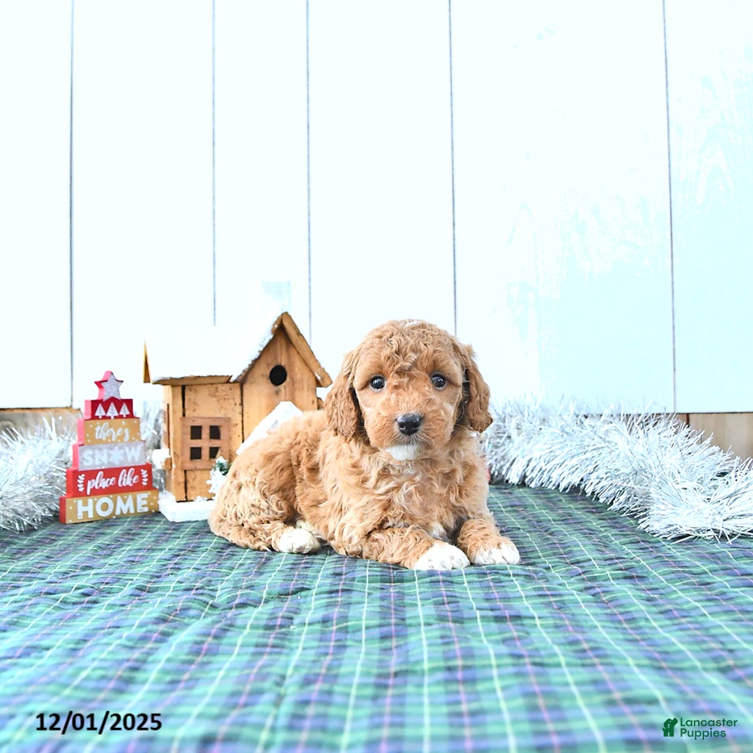 Mini Goldendoodle dogs for sale: Nancy - Ad 3