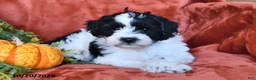 Aussiedoodle dogs for sale: Allen  - Ad 2
