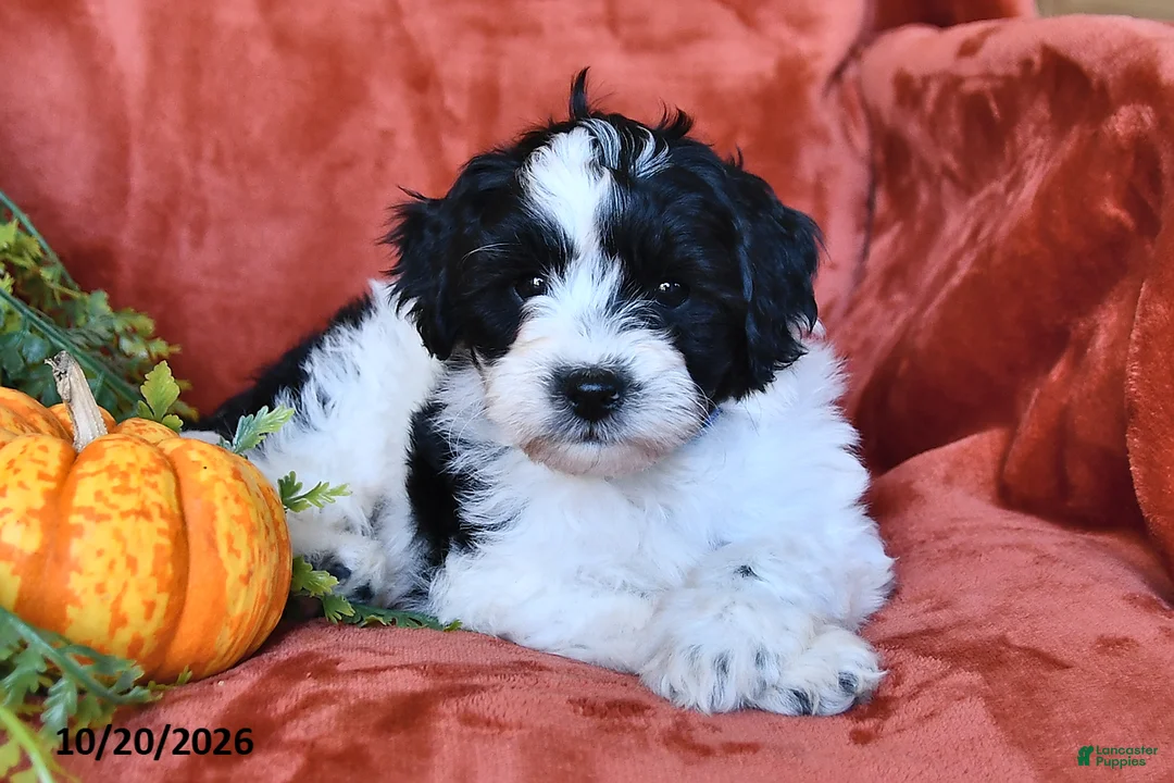 Aussiedoodle dogs for sale: Allen  - Ad 2