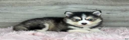 Pomsky dogs for sale: Athena - Ad 3