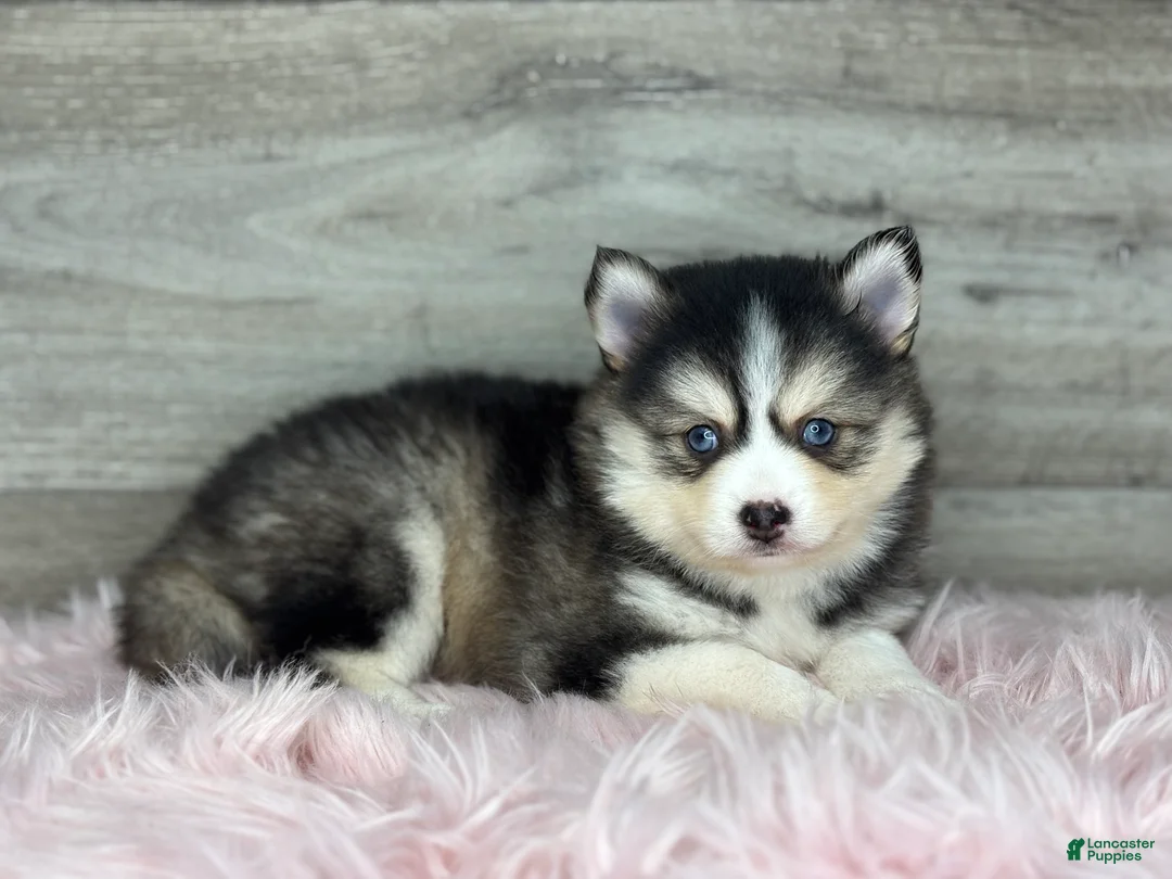 Pomsky dogs for sale: Athena - Ad 3