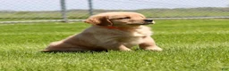 Golden Retriever dogs for sale: Cookie - Ad 3