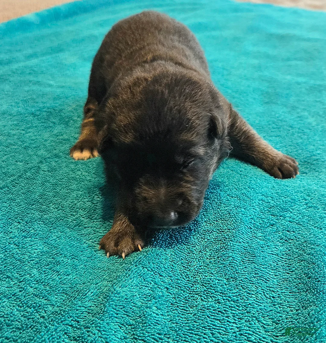 German Shepherd dogs for sale: Polly - Ad 1
