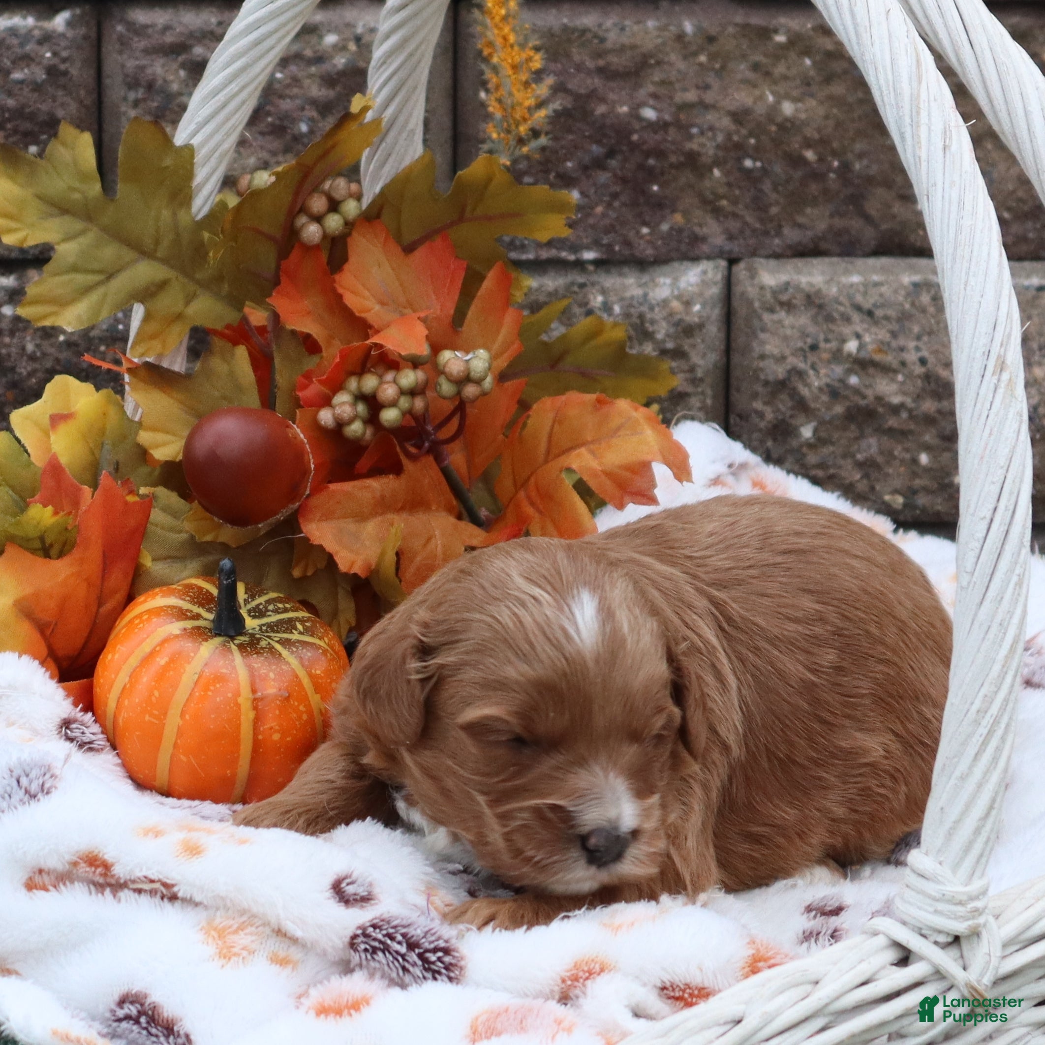 Mini Goldendoodle dogs Fritz - Ad 2