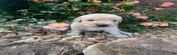 Golden Retriever dogs for sale: Emily - Ad 4