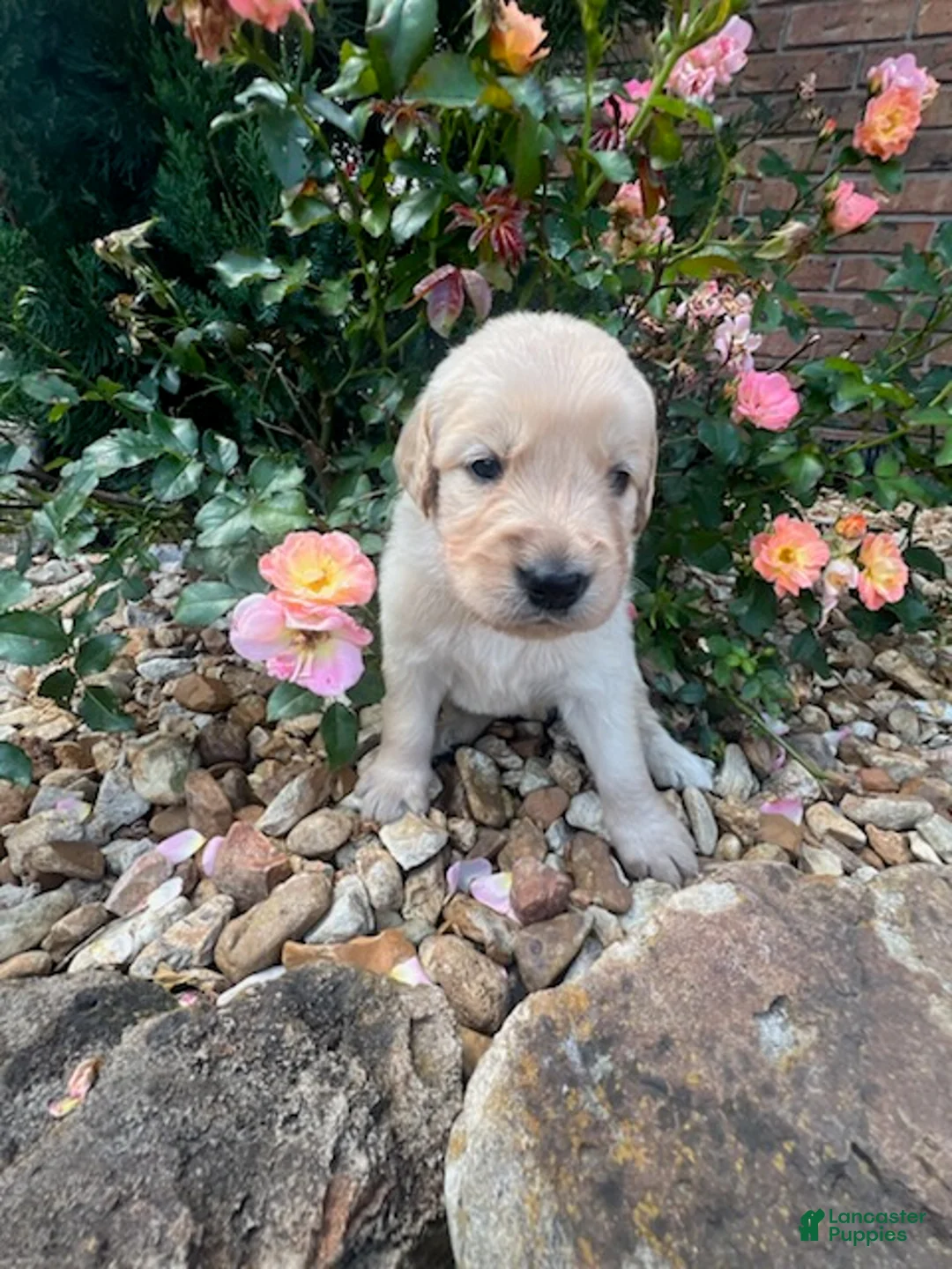 Golden Retriever dogs for sale: Emily - Ad 4