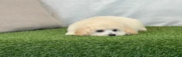 Bichpoo dogs for sale: Kylie  - Ad 7