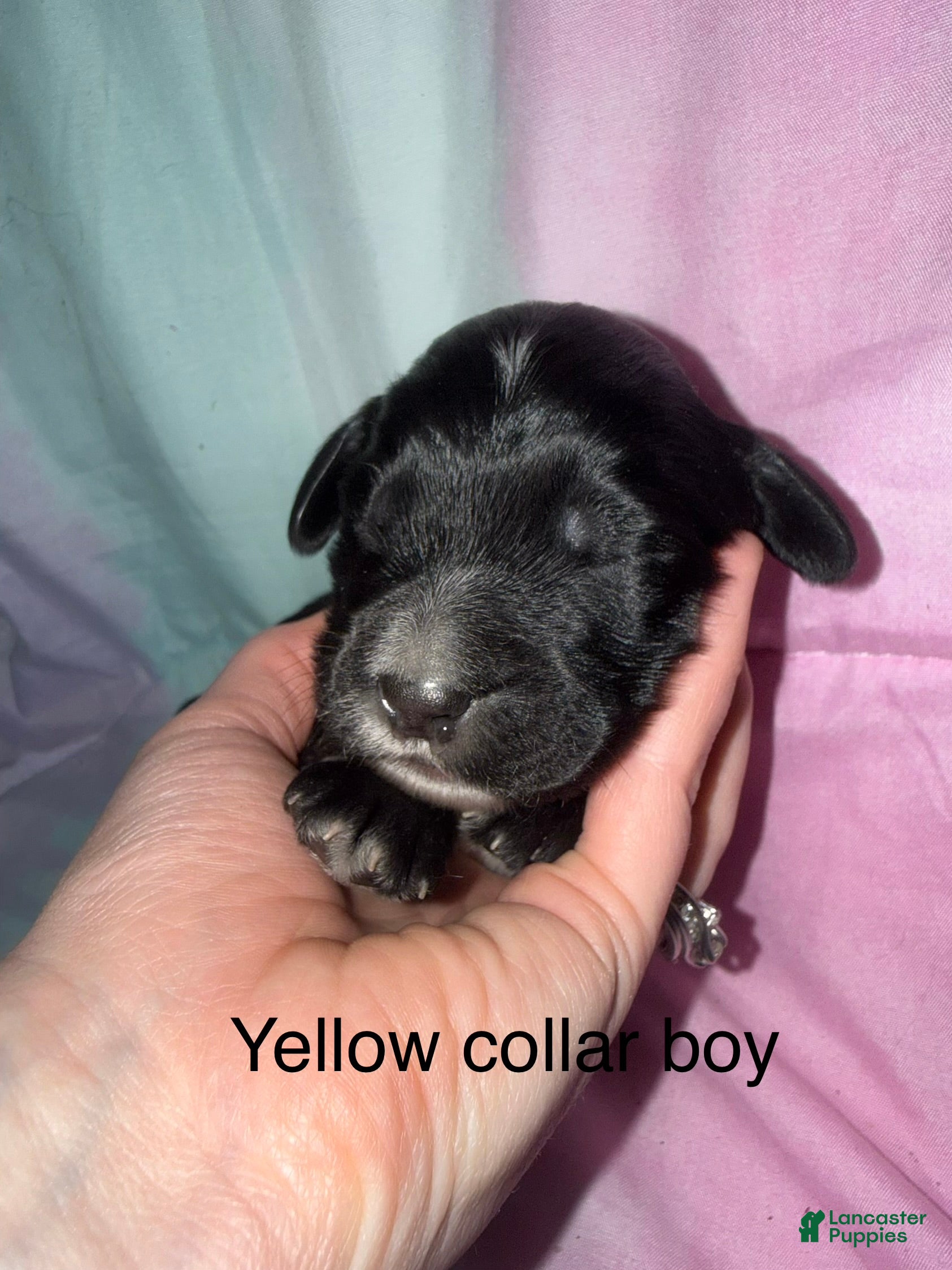 Mixed Breed dogs Yellow collar boy  - Ad 10