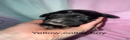 Mixed Breed dogs for sale: Yellow collar boy  - Ad 1