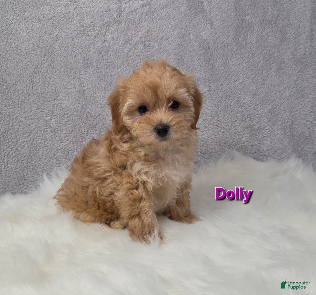 Maltipoo dogs for sale: Dolly - Ad 7