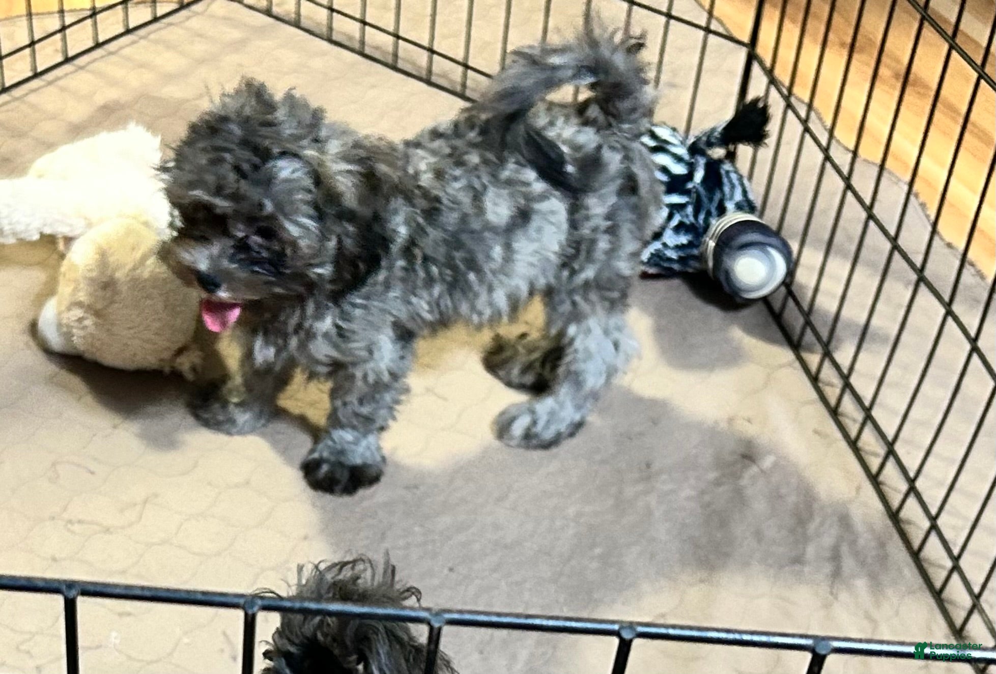 Shihpoo dogs Shihpoo 2 - Ad 37
