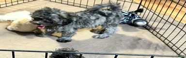 Shihpoo 2