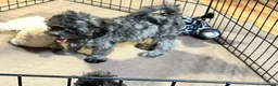 Shihpoo dogs for sale: Shihpoo 2 - Ad 1