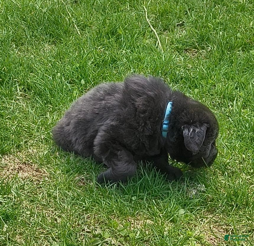 Newfoundland dogs Baby Blue collar  - Ad 6