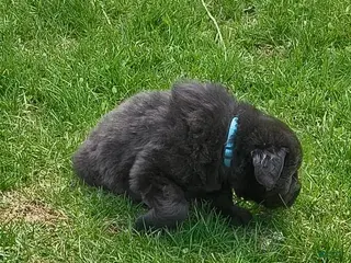 Newfoundland dogs Baby Blue collar - Ad 6