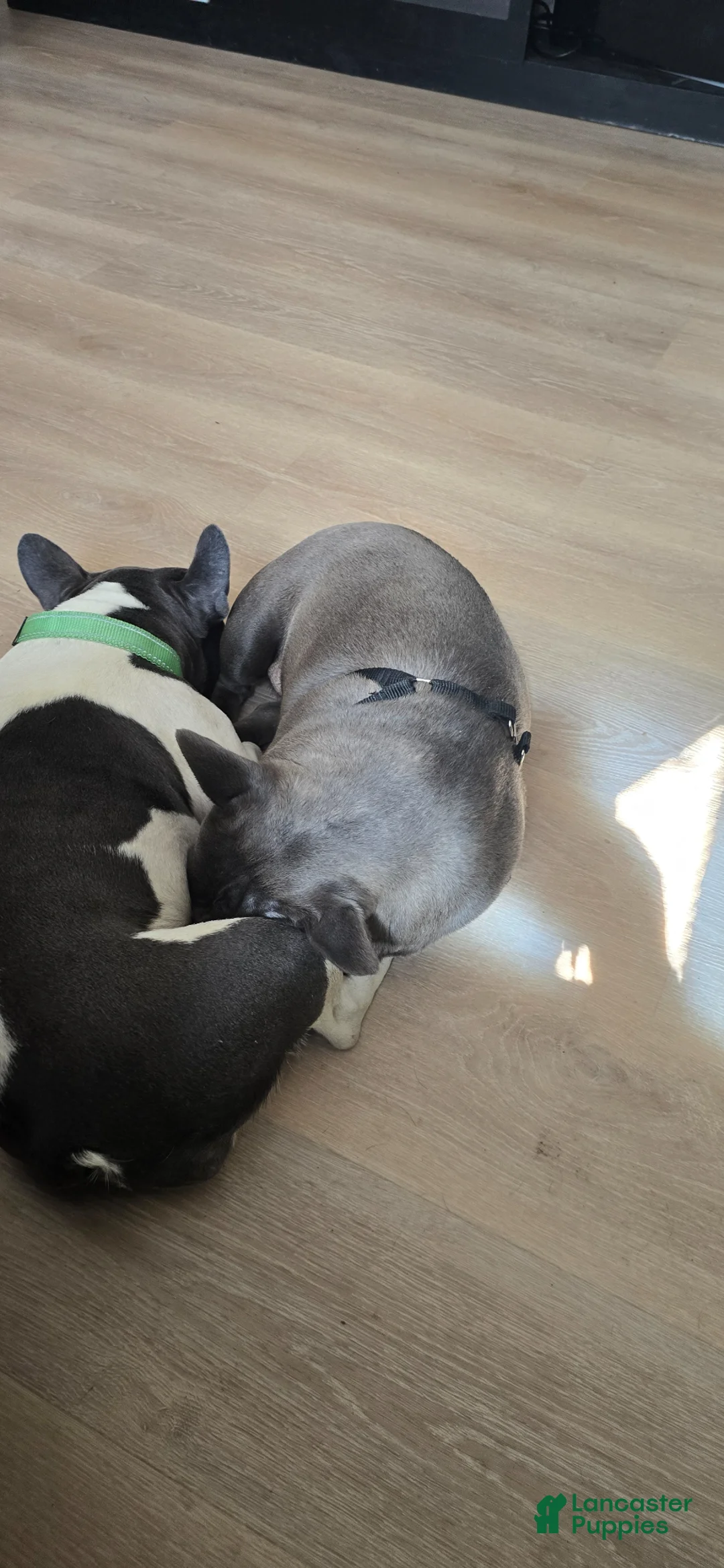 French Bulldog dogs for sale: French Bulldog Puppy 2 - Ad 6