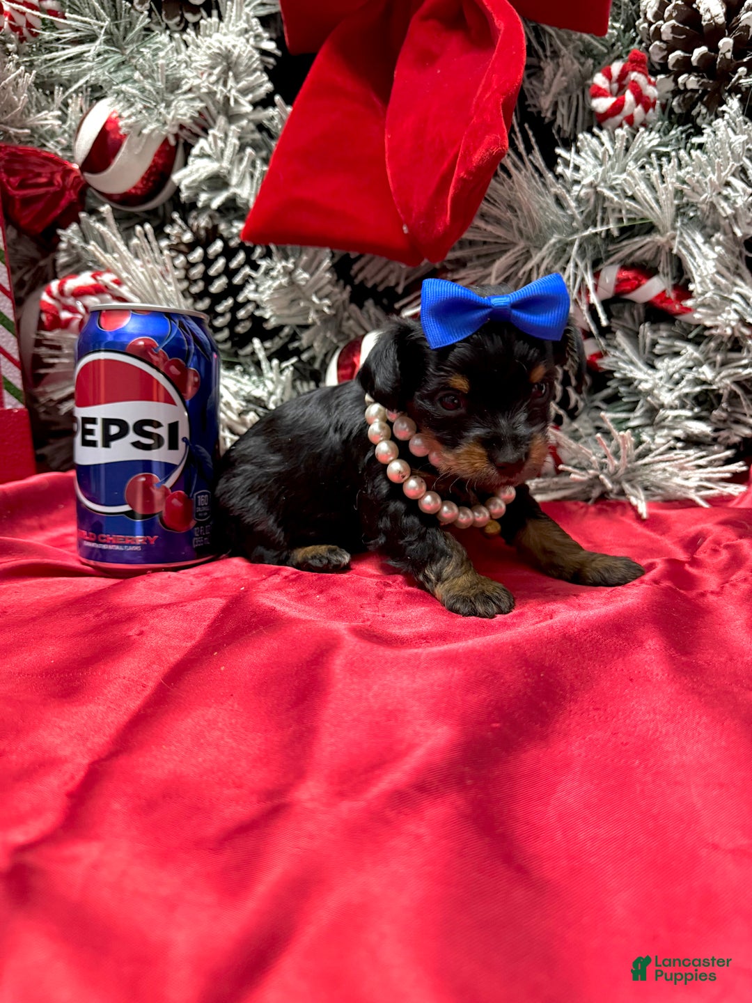 Yorkshire Terrier dogs for sale: Rigatoni  - Ad 12