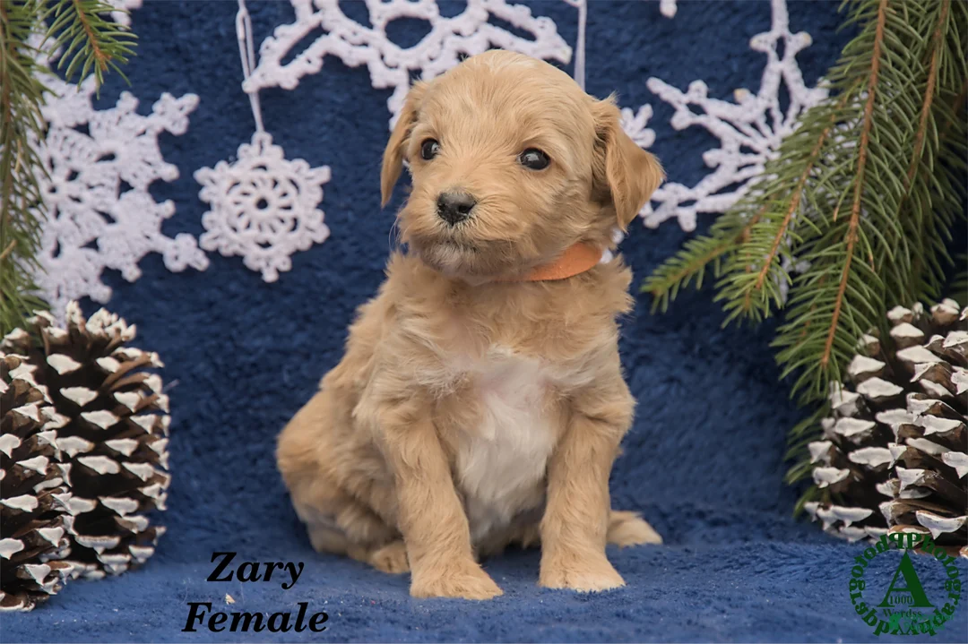 Mini Goldendoodle dogs for sale: Zary - Ad 2