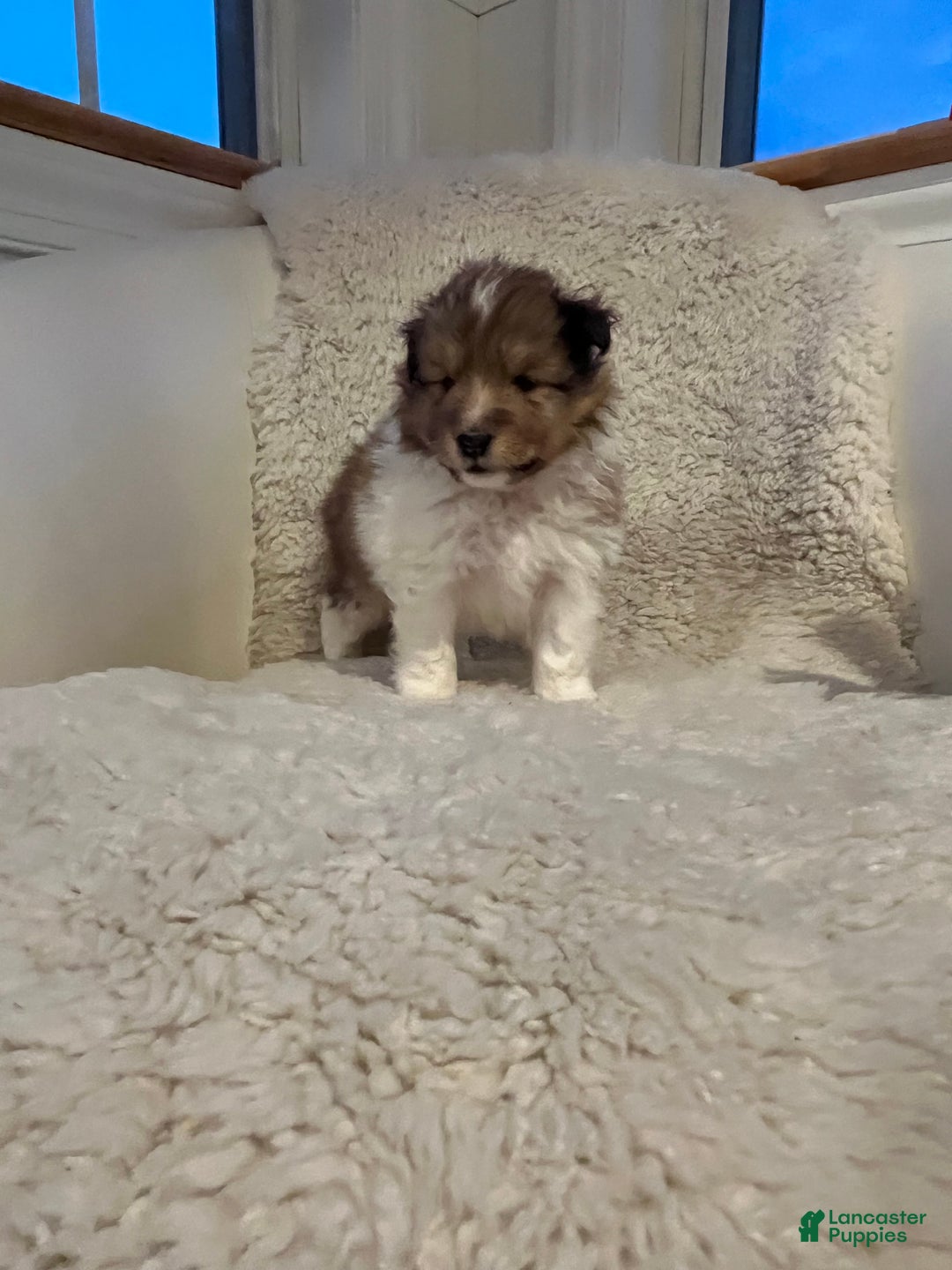Shetland Sheepdog dogs for sale: Shetland Sheepdog Puppy 2 - Ad 3