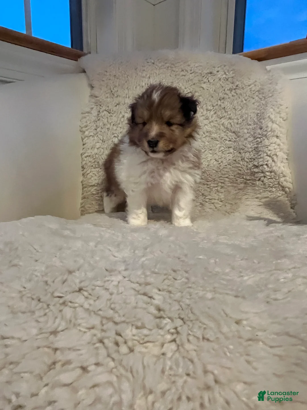 Shetland Sheepdog dogs for sale: Shetland Sheepdog Puppy 2 - Ad 3