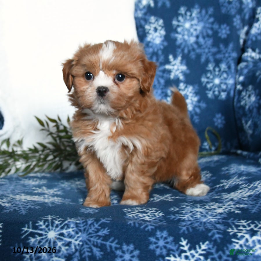 Shihpoo dogs Weston - Ad 1